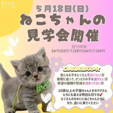 猫 ブリーダー 口コミで失敗しない！信頼できる選び方徹底ガイド